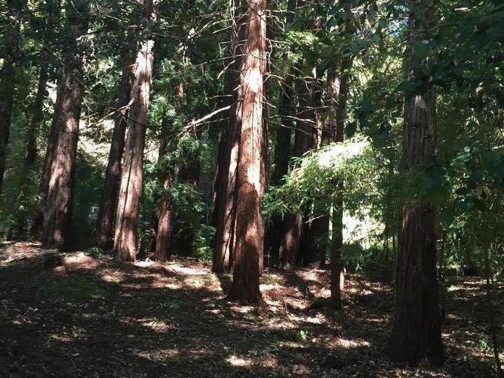 Redwood Santa Cruz CA. Photo 8 of 17