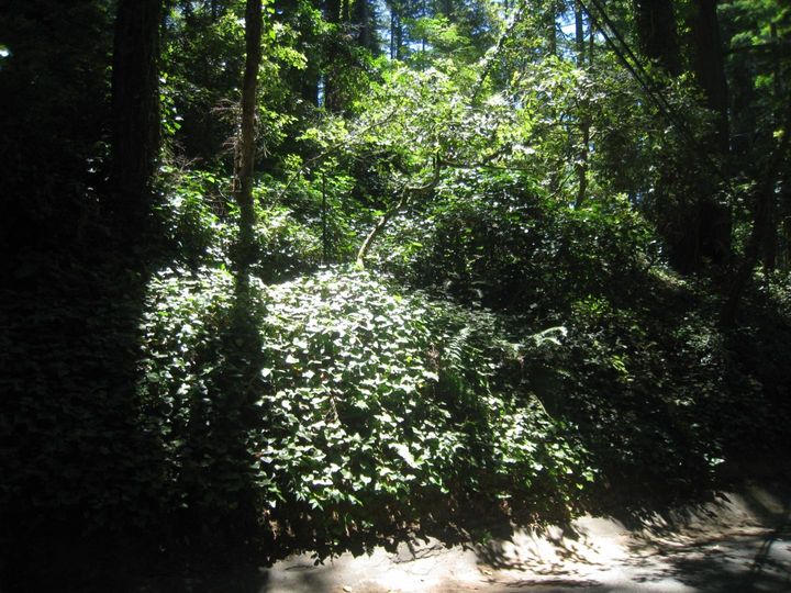 27 Big Tree Way Woodside CA. Photo 13 of 34