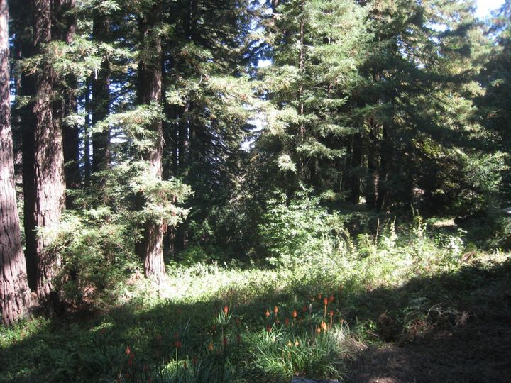 27 Big Tree Way Woodside CA. Photo 14 of 34