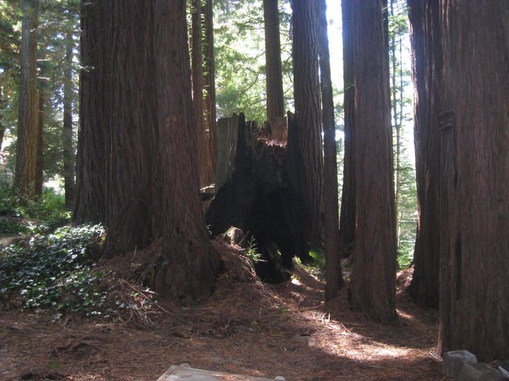 27 Big Tree Way Woodside CA. Photo 17 of 34