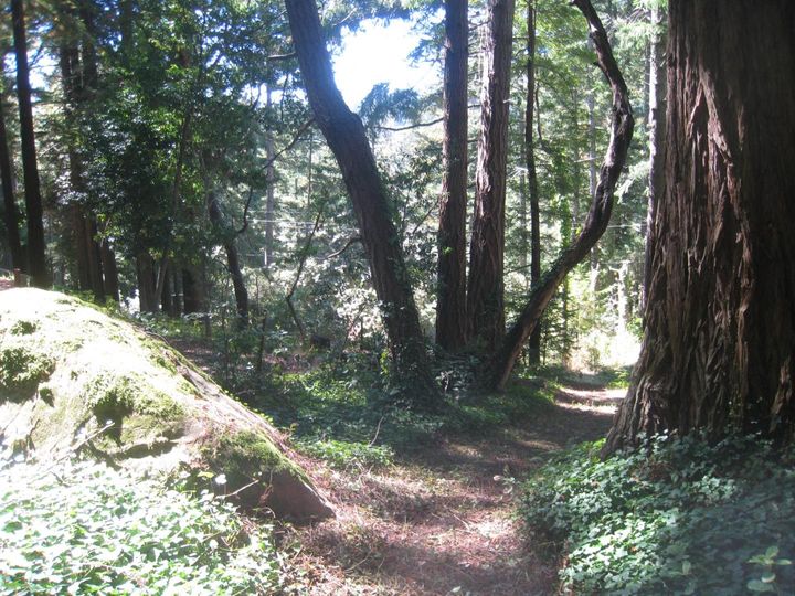 27 Big Tree Way Woodside CA. Photo 7 of 34